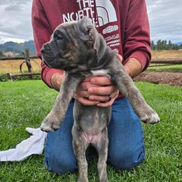 Sky blue - Chestnut brindle male Cane Corso puppy in Springfield, Oregon from PNW Cane Corsos