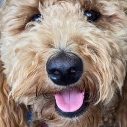 Goldendoodles from Nonny's Doodles