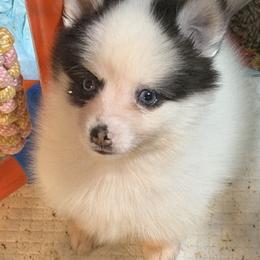 Grimble - White male Pomsky puppy in Aberdeen, Idaho from Willow Creek Cresteds