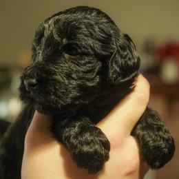 Kratos - Phantom male Goldendoodle puppy in Portsmouth, Virginia from Hopping Howlers Ranch