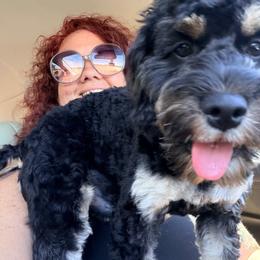 George with training - Black and tan male Cockapoo puppy in Boonville, North Carolina from Doods & Dolls