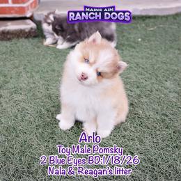 Arlo - Lavender male Pomsky puppy in Humeston, Iowa from M.A.R. Dogs