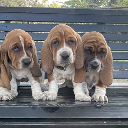 Basset Hounds from Staci Sills
