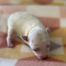 Yellow Boy - White male Miniature Schnauzer puppy in Oneonta, Alabama from Murphree Valley Kennels