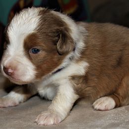 FINCH - Red merle Miniature Australian Shepherd puppy in Omak, Washington from Willow Flats Kennels