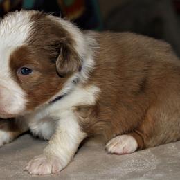 FINCH - Red merle Miniature Australian Shepherd puppy in Omak, Washington from Willow Flats Kennels