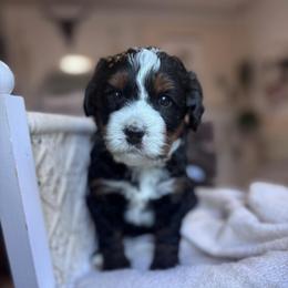 Stone - Tri-color male Bernedoodle puppy in Hillsboro, Oregon from Myt fine doodles