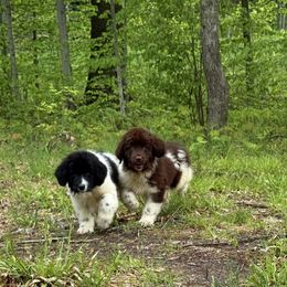 Special OFA - White and black female Newfoundland puppy in Falmouth, Michigan from Dyer Lake Newfoundland’s