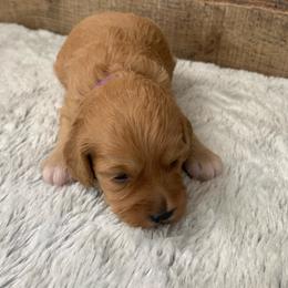 Lark - Apricot female Goldendoodle puppy in Haddam, Kansas from Golden B Acres