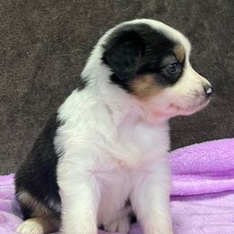 Mercy - Black tri female Miniature American Shepherd puppy in Plant City, Florida from Osborne & Stormborn FL Kennels