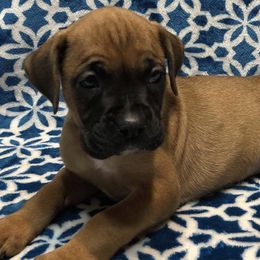 Boxers from Carters Boxer Babies