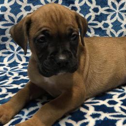 Boxers from Carters Boxer Babies