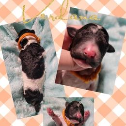 Poodle Puppies from Princetin Poodles