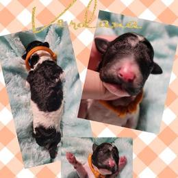 Poodle Puppies from Princetin Poodles