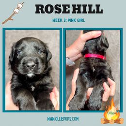Rose Hill, Paris, Myrtle, Keowee, Oconee - female Golden Mountain Dog puppy in Boiling Springs, South Carolina from OlliePups, LLC