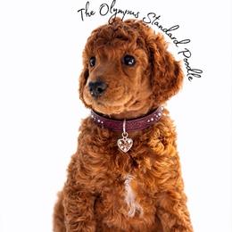 Rioja - Red  female Poodle puppy in Spring Hills, Florida from The Olympus Standard Poodle