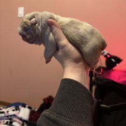 Boy - Lilac tri-color male Bulldog puppy in Bonney Lake, Washington from Sitka spruce bulldogs