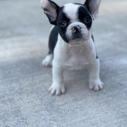 French Bulldog Puppies from Velvet Fluffy Pups