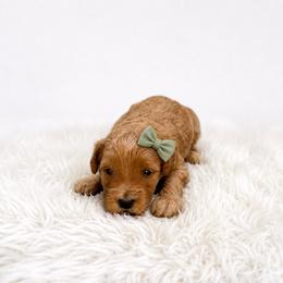 Winnie - Red female Maltipoo puppy in St. George, Utah from Winchester Hills Poodles and Doodles