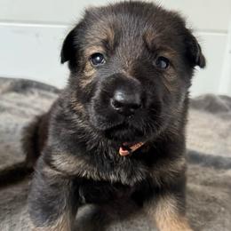 Snickers - Sable female German Shepherd puppy in Salem, Virginia from Vom Kylohaus German Shepherds