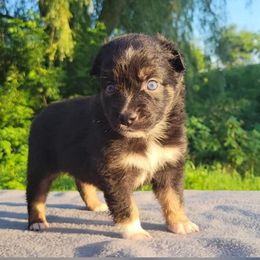 Arwen - Black tri female Miniature Australian Shepherd puppy in Sunbury, Pennsylvania from Elemental Mini Aussies