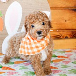 Rowan - Red  male Poodle puppy in Hugo, Oklahoma from Ann R.