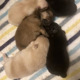 Pomeranian Puppies from Yates Pomeranians