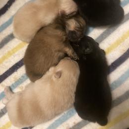 Pomeranian Puppies from Yates Pomeranians