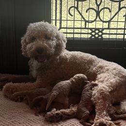 Maple - Goldendoodle