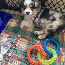 Miniature American Shepherd Puppies from Fuzzbottom Miniature American Shepherd