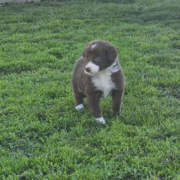Girl 5 - Red female Border Collie puppy in Wakeman, Ohio from Sandstone Ridge Kennels