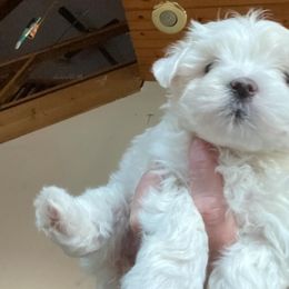 Maltese from Susan's Maltese