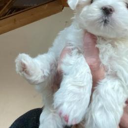 Maltese from Susan's Maltese
