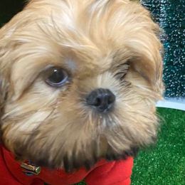 Tiki  - Shih Tzu