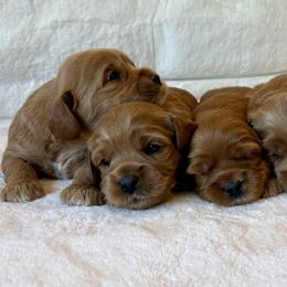 Lin - Golden female Cockapoo puppy in Roseville, California from Darby Park Doodles
