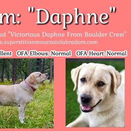 Daphne - Labrador Retriever