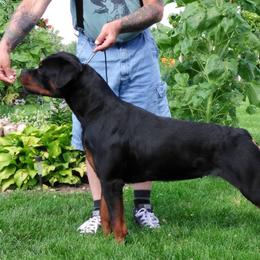 Karma - Rottweiler