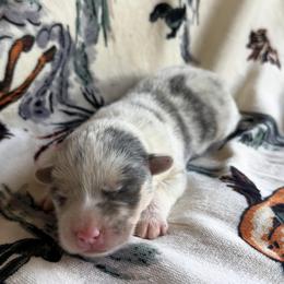 Coraline - Blue female Pembroke Welsh Corgi puppy in Hillsville, Virginia from Bonderosa Kennels