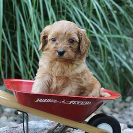 Lake - Apricot male Cavapoo puppy in Lewisburg, Pennsylvania from Cinda's Cavapoos
