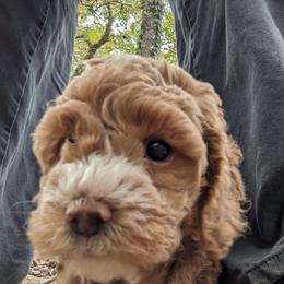 Cockapoo Puppies from Cano Cockapoos