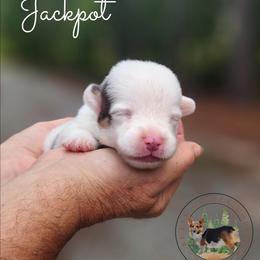 Jackpot - Gray and white male American Corgi puppy in Cameron, North Carolina from Butts Family Corgis