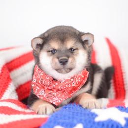 Fumiyo - Black and tan male Shiba Inu puppy in Neosho, Missouri from Sunny Terrace Shibas