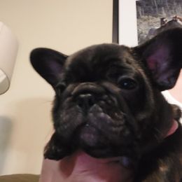 French Bulldog Puppies from Bonjour Bullies