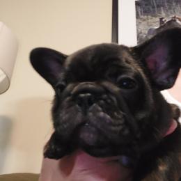 French Bulldog Puppies from Bonjour Bullies