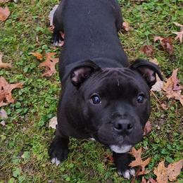Staffordshire Bull Terrier All Grown Up from Freystaff Staffordshire Bull Terriers