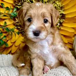 Girl 3 - Apricot female Australian Labradoodle puppy in Kentucky from Bluegrass Country Labradoodles