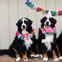 Bernese Mountain Dogs from Zenith
