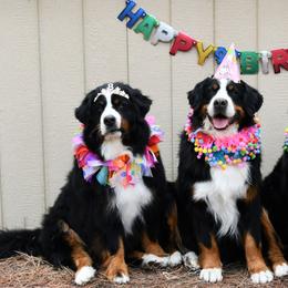 Bernese Mountain Dogs from Zenith