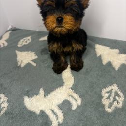 Bear - Black and tan male Yorkshire Terrier puppy in Cleveland, Georgia from Velvet Crown Yorkies