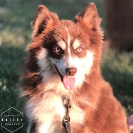 Zeus - Pomsky